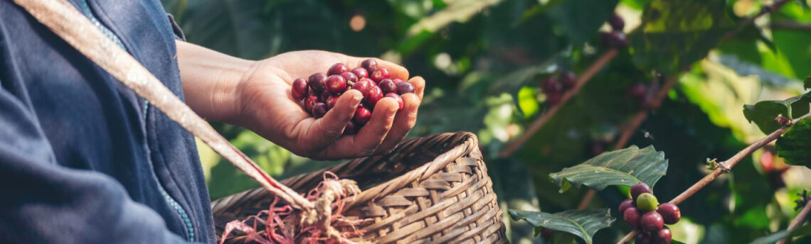 Caffè organico o biologico. Spieghiamo la differenza