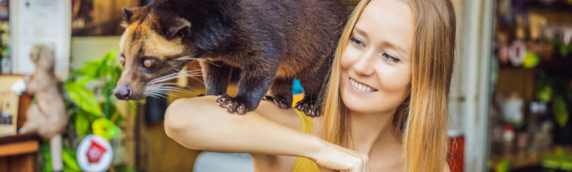 Il Kopi Luwak, il caffè dello zibetto