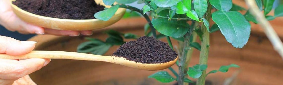 Come utilizzare la posa del caffè contro gli insetti