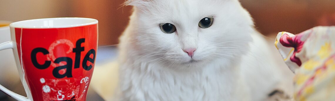 Il gatto più longevo del mondo beveva caffè