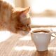 Il gatto più longevo del mondo beveva caffè