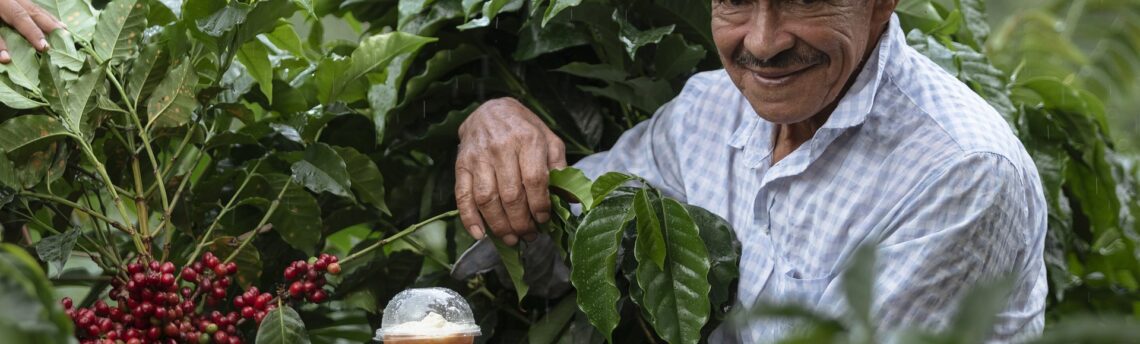 Cosa succede dopo la raccolta del caffè