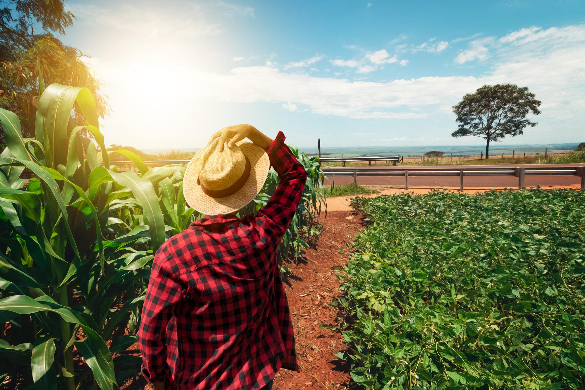 male-farmer-with-hat-at-harvest-on-sunset